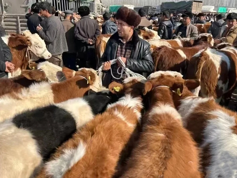The Sunday livestock bazaar, Kashgar