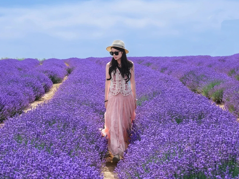 Lavender fields in Huocheng, mid-June