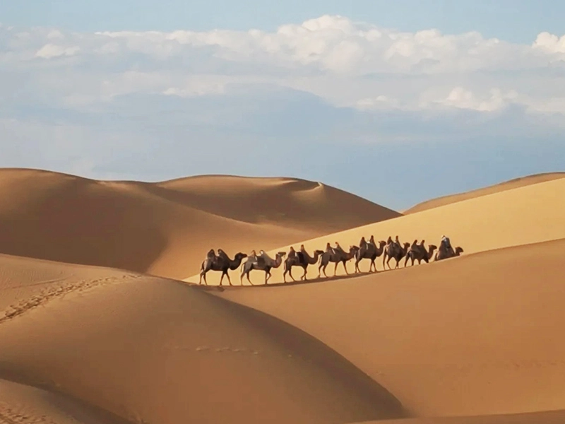 Camel train at the edge of the Taklamakan