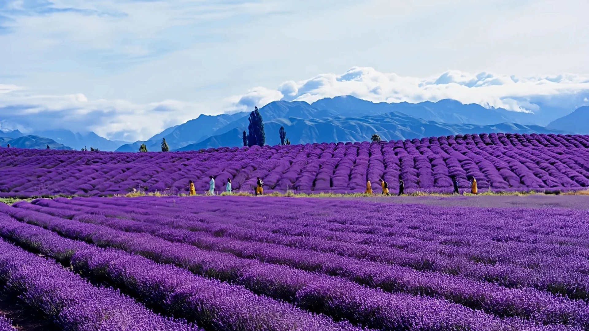 Ili Grasslands & Lavender Fields